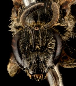 Lasioglossum inconditum, F, face, WY, Lincoln County 2014-06-17-13.11.22 ZS PMax photo