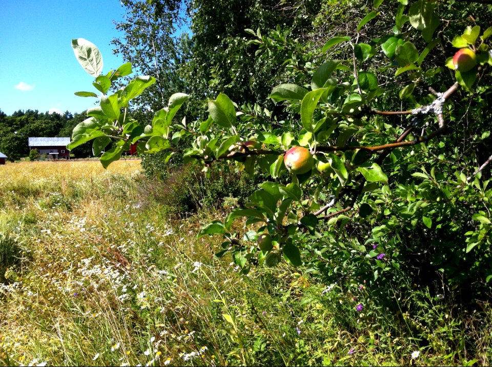 Det gamla äppelträdet