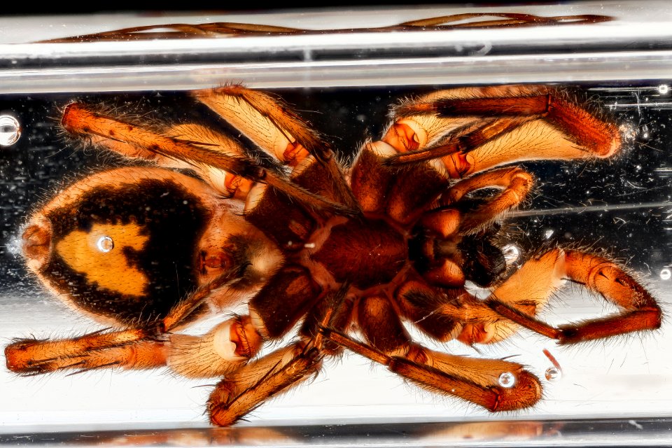 Spider, U, underside, Patuxent, MD 2012-10-05-12.45