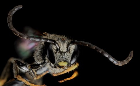 Lasioglossum truncatum, M, Face, MD, Cecil County 2013-07-10-17.31.59 ZS PMax photo