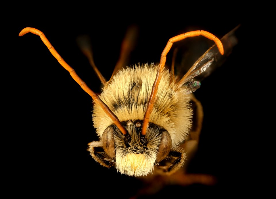 Melissodes trinodis, m, face, Dorchester Co, MD 2015-12-03-11.51