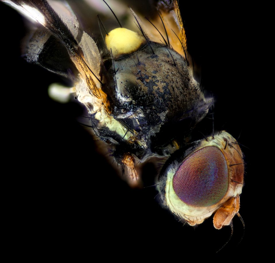 fly black white winged, head, maglev 2020-09-16-15.26.57 ZS PMax UDR
