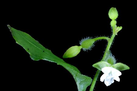 Circaea quadrisulcata, Enchanter's Nightshade, Howard County, Md, Helen Lowe Metzman 2019-10-23-14.07.43 ZS PMax UDR