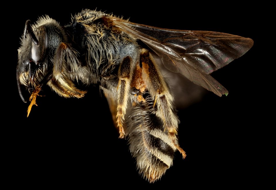 Halictus resurgens, F, Side, Greece, Aegean Islands, Lesvos, Mytilene 2015-02-19-11.52.59 ZS PMax