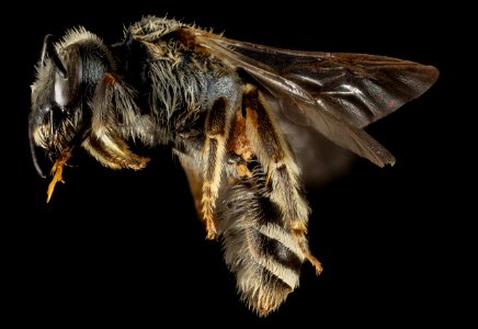 Halictus resurgens, F, Side, Greece, Aegean Islands, Lesvos, Mytilene 2015-02-19-11.52.59 ZS PMax