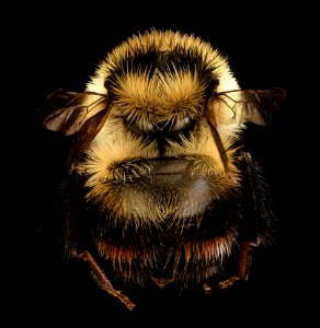 Bombus rufocinctus, f, back clean, PA, Erie Co 2017-08-11-11.15