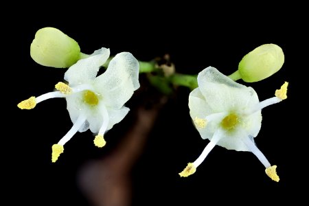Ilex opaca 3, American Holly, staminate flowers, Howard County, Md, Helen Lowe Metzman 2019-10-23-16.45.08 ZS PMax UDR