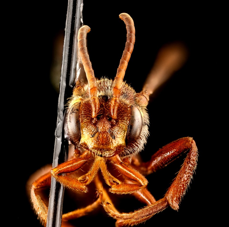Nomada obliterata, f, face, Washington D.C 2018-04-23-15.03