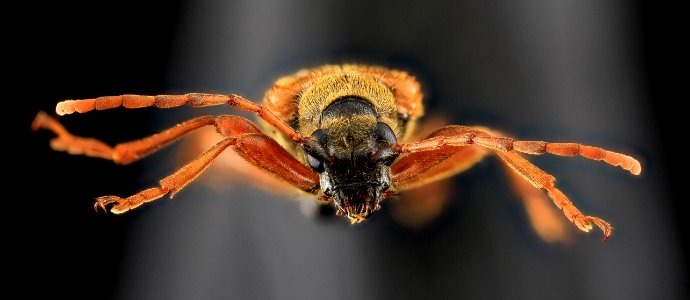 Beetle, U, Face, MD, Laurel 2013-06-27-14.41.44 ZS PMax photo