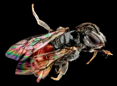 Sphecodes tainoi, F, Back, Puerto Rico, St. Isabel 2013-07-11-17.12.59 ZS PMax