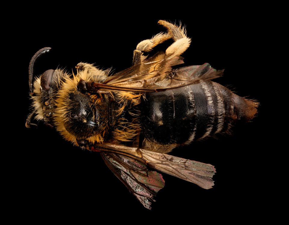 Colletes thoracicus,f, back, Shenandoah Co., VA 2018-05-16-18.45.31 ZS