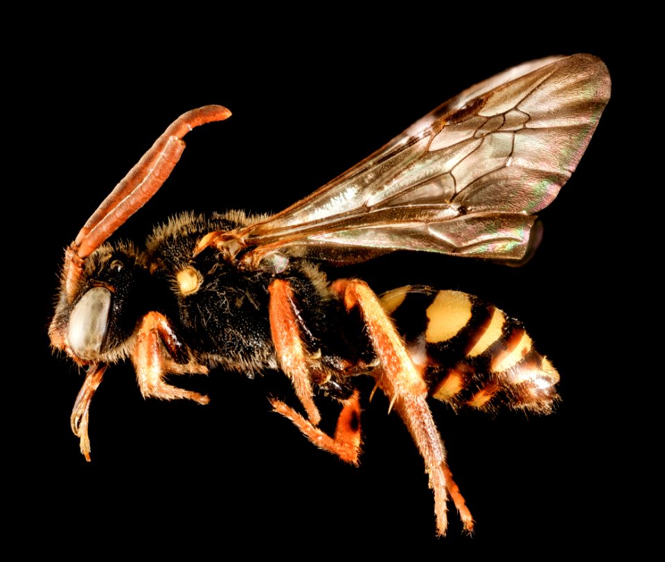 Mystery Nomada, f, nj, side 2015-05-04-07.06.56 ZS PMax