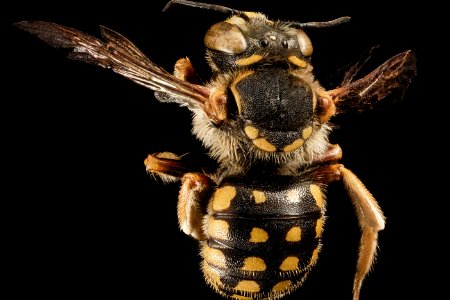 Anthidium loti, M, Back, Greece, Aegean Islands, Lesvos, Mytilene 2015-03-04-11.45.35 ZS PMax