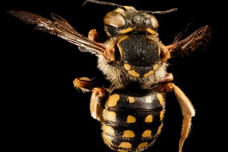 Anthidium loti, M, Back, Greece, Aegean Islands, Lesvos, Mytilene 2015-03-04-11.45.35 ZS PMax photo