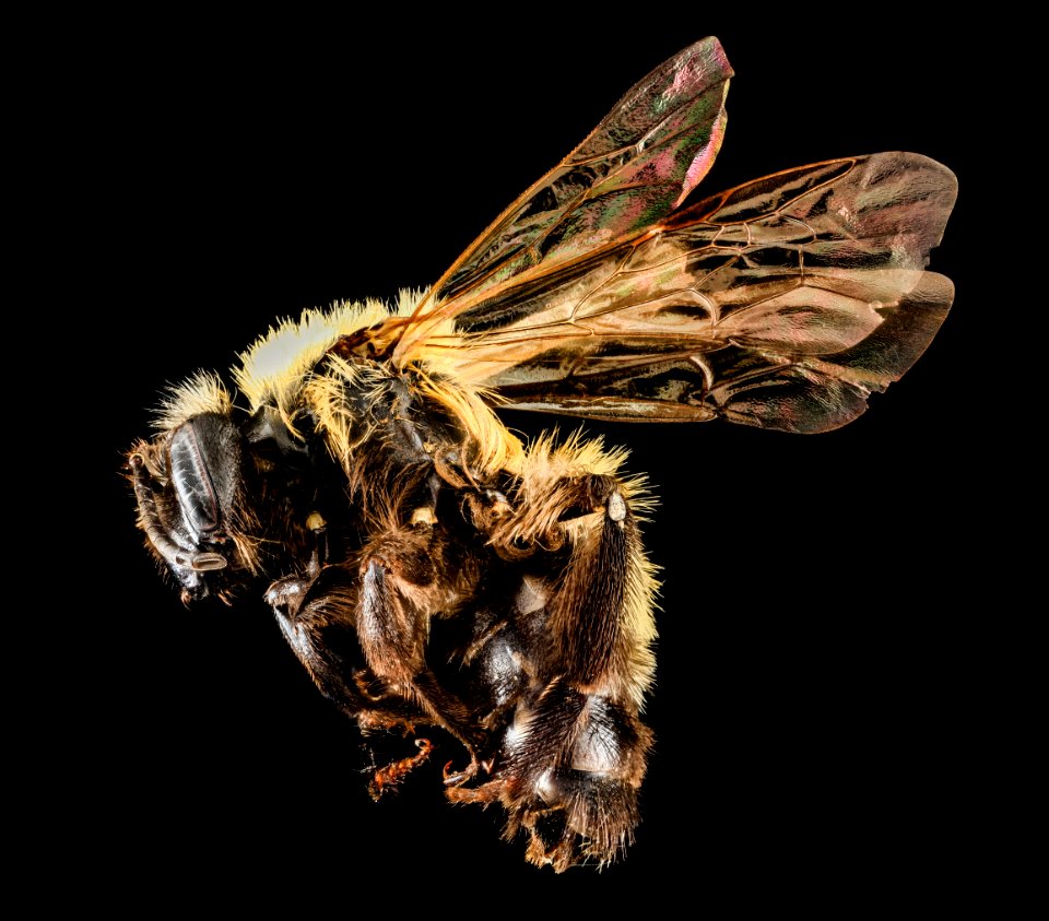 Andrena milwaukeensis, Female, Side, WV, Randolph Co 2013-05-31-18.44.38 ZS PMax