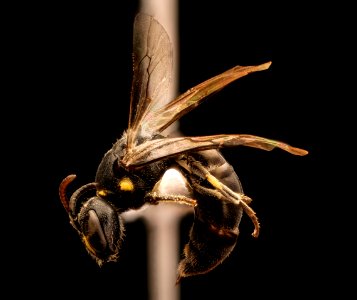 Hylaeus sparsus, f, left side, Shenandoah, VA 2017-07-19-16.40