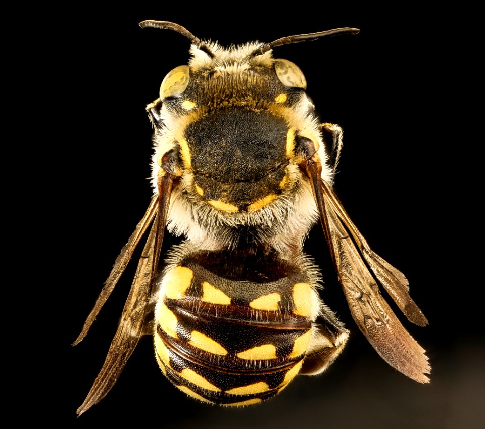 Anthidium porterae, m, back, Hidalgo Co. NM 2016-06-27-11.24