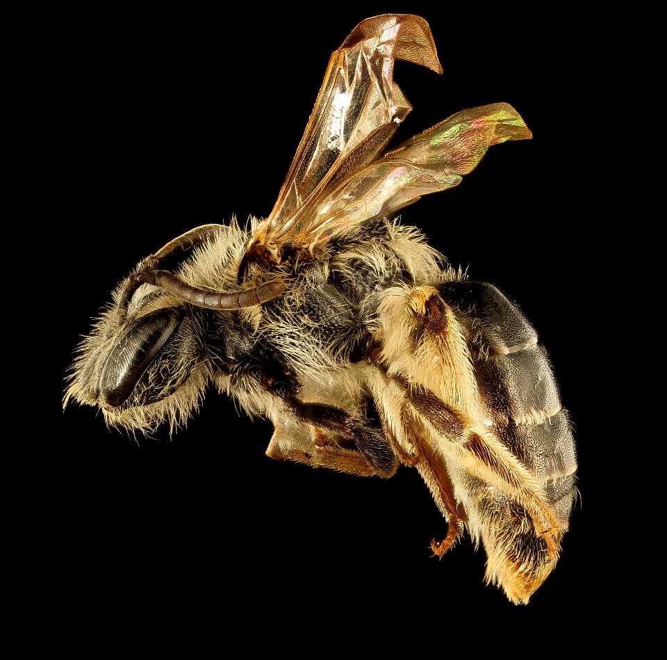 Andrena heraclei, m, side, 2016-04-05-15.26