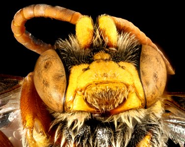 Nomada rubicunda, m, face, Worchester Co, MD 2016-02-18-11.26 photo