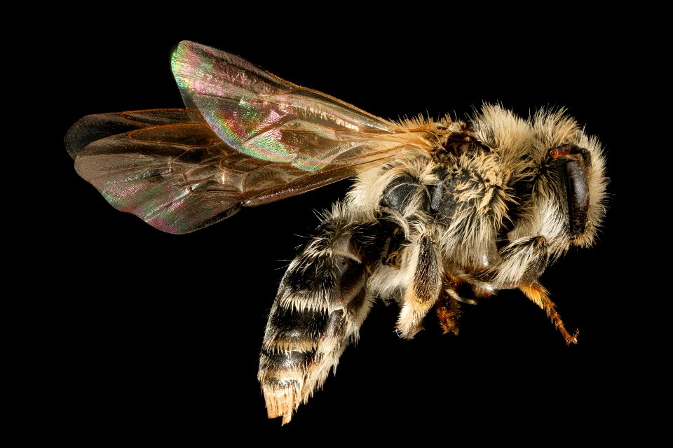 Andrena (Parandrena) weilesleyana, f, side, Middlesex Co, MA 2016-02-11-11.49