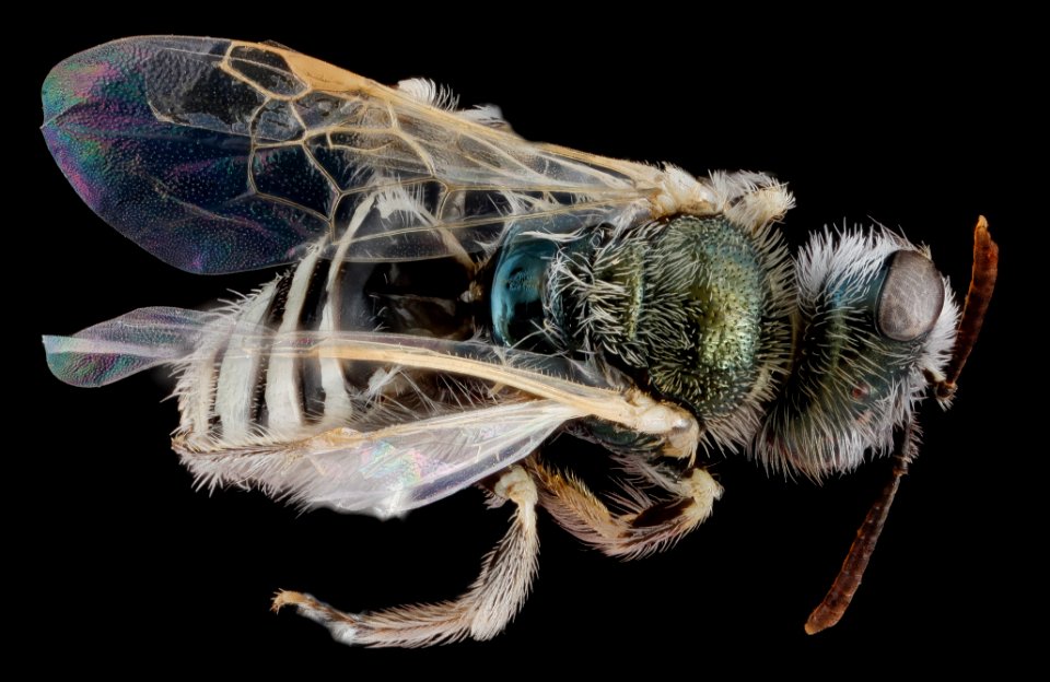 Perdita albihirta geraeae, female, back 2012-08-01-14.25.35 ZS PMax