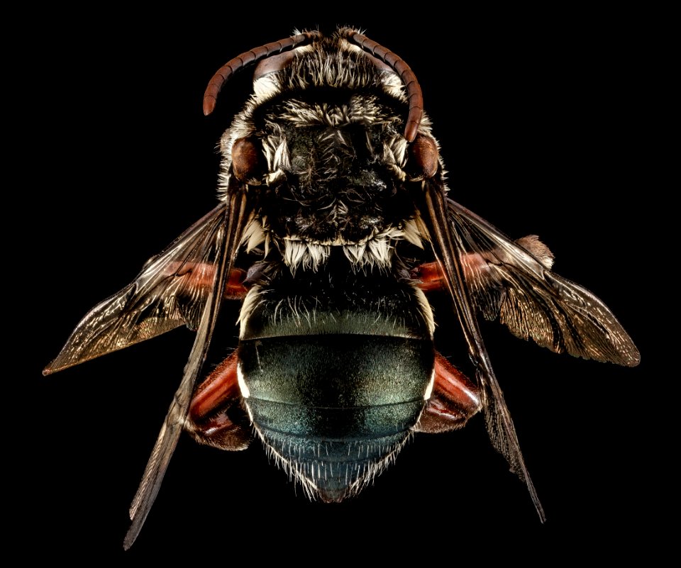 Mesoplia aff rufipes, M, back, Puerto Rico, Yauco 2014-09-26-10.00.23 ZS PMax