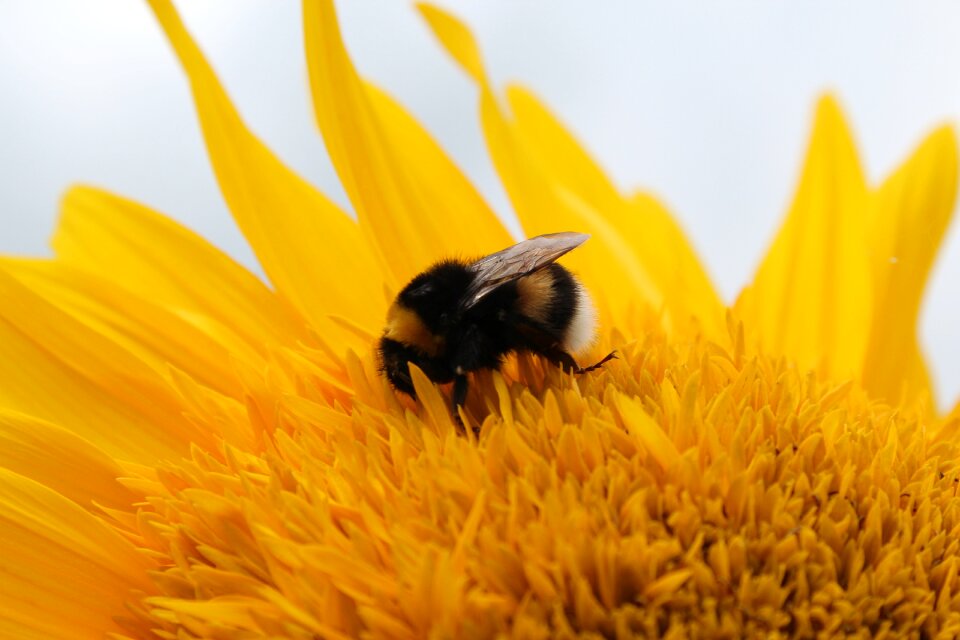 Yellow pollination blossom