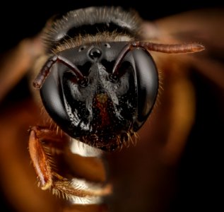 Exoneura species, f, australia, face 2014-11-01-21.53.56 ZS PMax photo