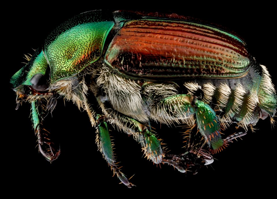 Popillia japonica, unknown, side 2012-07-24-15.16.39 ZS PMax
