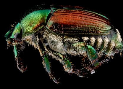 Popillia japonica, unknown, side 2012-07-24-15.16.39 ZS PMax photo