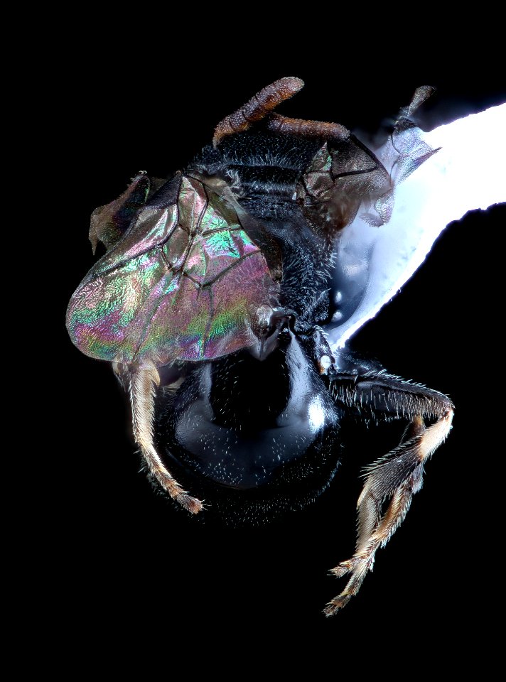 Hylaeus fedorica, female, Delaware, back 2020-12-05-17.20.08 ZS PMax UDR