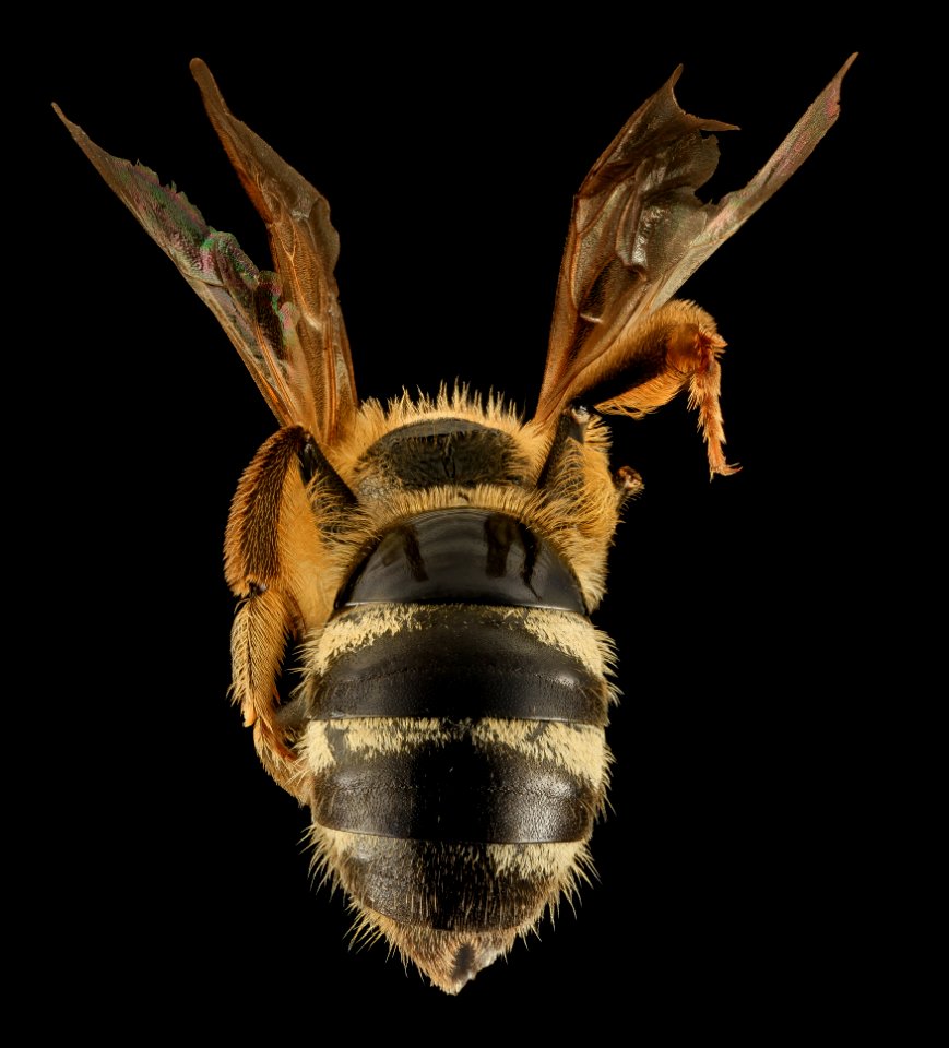 Lasioglossum pacificum, F, Back, WA, San Juan County 2014-05-30-16.37.12 ZS PMax