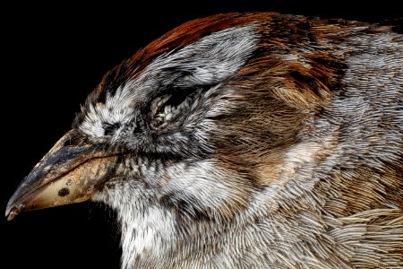 Melospiza georgiana, side face 2013-03-13-15.25.15 ZS PMax