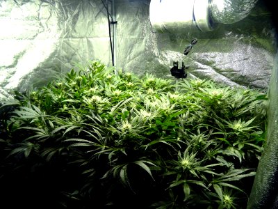 Flowering Cannabis - 5 Weeks Into Flowering Stage photo