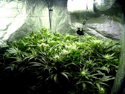 Flowering Cannabis - 5 Weeks Into Flowering Stage