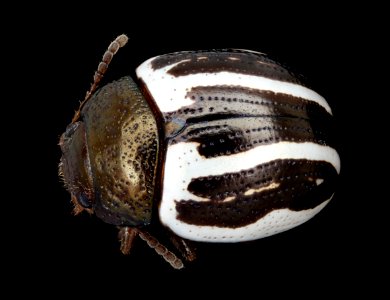 Black and white beetle, back, MAGLEV 2020-08-12-18.14.44 ZS PMax UDR photo