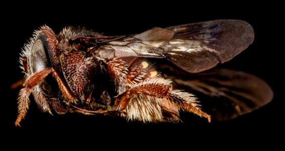 Pachyanthidium aff benguelense, f, 6711f07, side 2014-08-07-11.45.04 ZS PMax