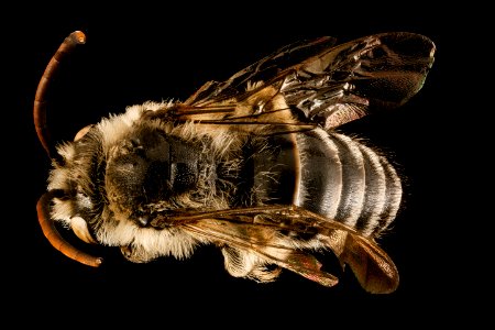 Melissodes apicata, m, back, velum, Middlesex CO, MA 2015-12-10-11.11
