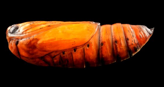 black cutworm, pupae, side 2014-06-04-19.38.58 ZS PMax