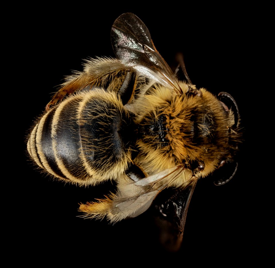 Colletes cariniger, F, Back, Greece, Aegean Islands 2014-12-09-16.40.40 ZS PMax