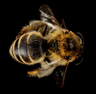 Colletes cariniger, F, Back, Greece, Aegean Islands 2014-12-09-16.40.40 ZS PMax photo