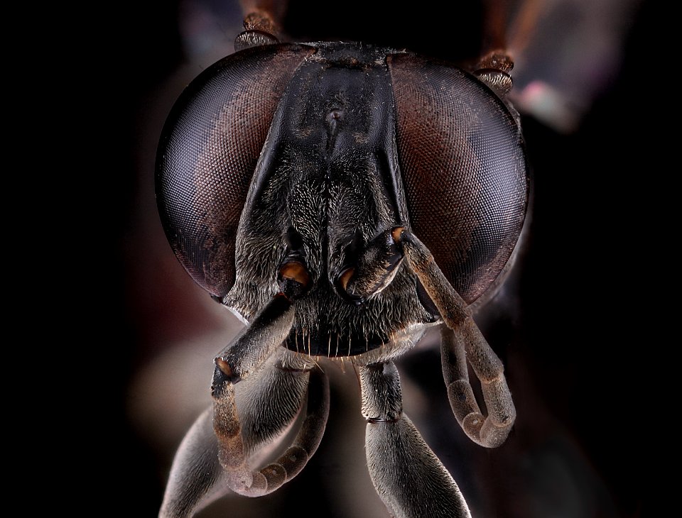 Larrini, face 2012-08-03-18.07.12 ZS PMax