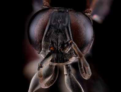 Larrini, face 2012-08-03-18.07.12 ZS PMax