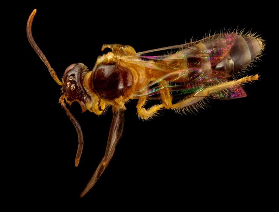 chaeturginus alexanderi, m, brasil, side 2014-08-14-19.13.08 ZS PMax