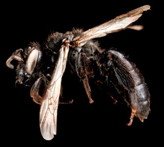 Andrena nigerrima, F, side, South Dakota, Pennington County 2012-12-13-14.31.30 ZS PMax photo