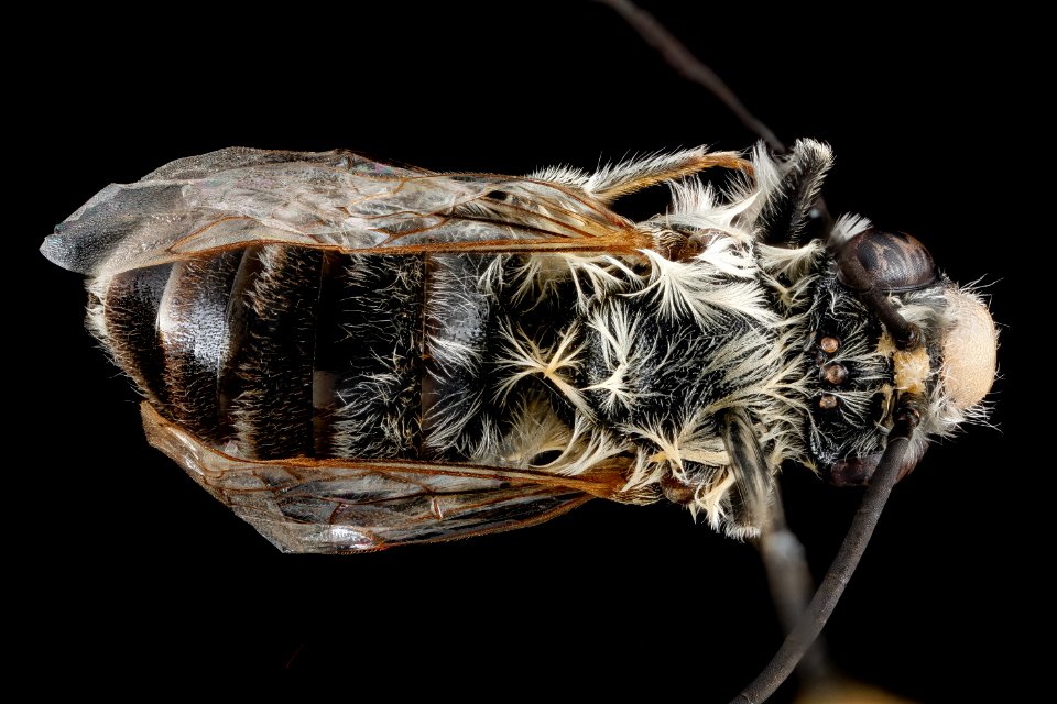 Eucera dubitata, M, back, West Virginia, Pleasants County 2013-03-12-15.15