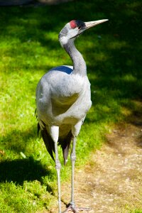 Animals birds crane