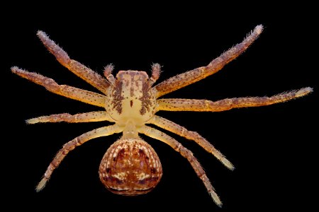 Duck spider, back 2020-08-03-18.19.55 ZS PMax UDR photo
