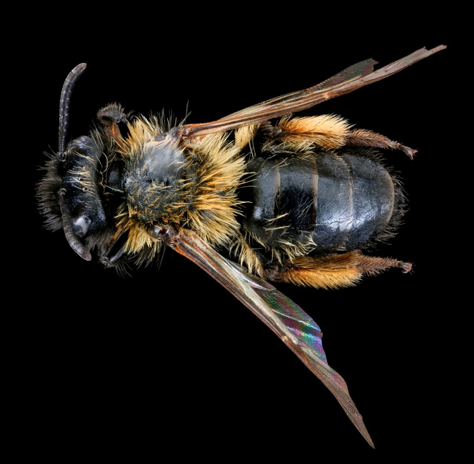 Andrena bicolor, f, back, Tatranska Lomnica, Slovakia 2019-12-16-19.04.07 ZS PMax UDR