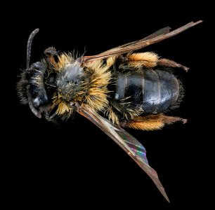 Andrena bicolor, f, back, Tatranska Lomnica, Slovakia 2019-12-16-19.04.07 ZS PMax UDR